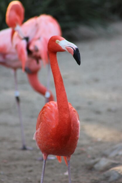 写真 フラミンゴの鳥のクローズアップ