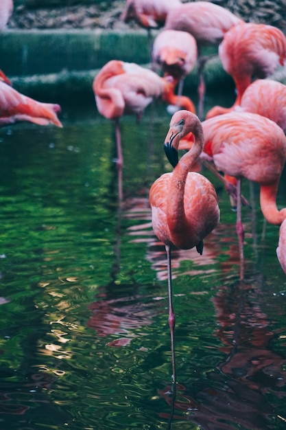 写真 湖のフラミンゴのクローズアップ