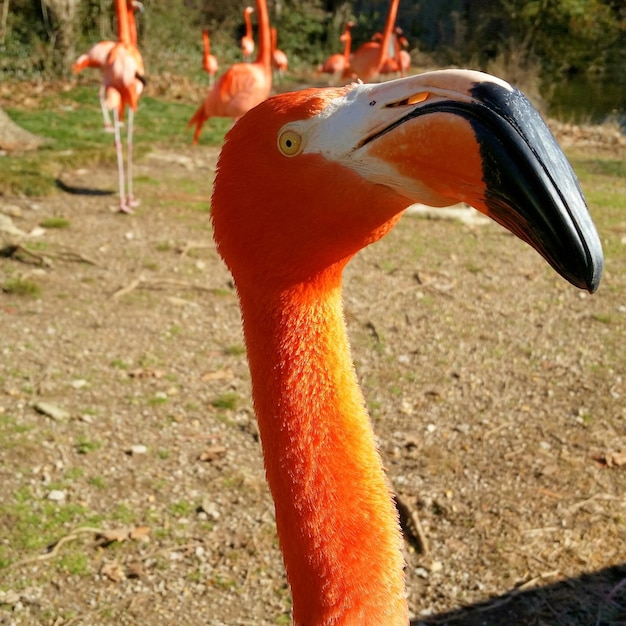 写真 フィールドでのフラミンゴのクローズアップ