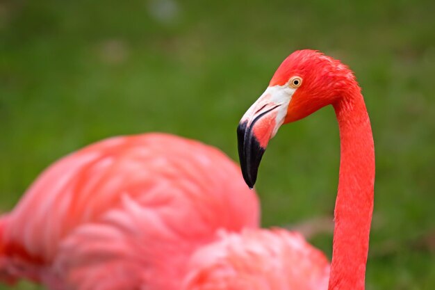 写真 フラミンゴのクローズアップ