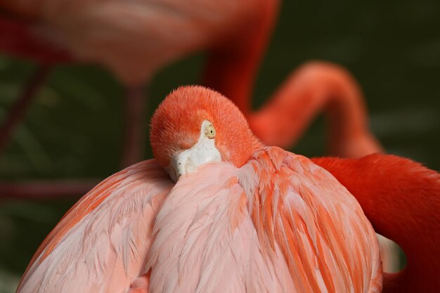 写真 フラミンゴ の クローズアップ