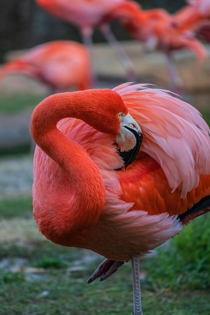 写真 フラミンゴのクローズアップ