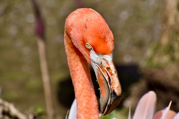 写真 フラミンゴのクローズアップ