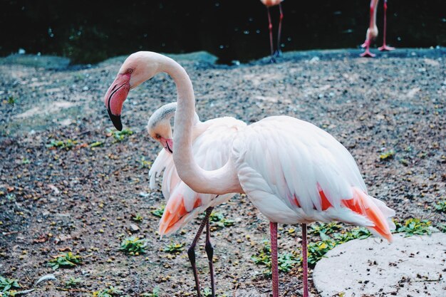 写真 フラミンゴのクローズアップ