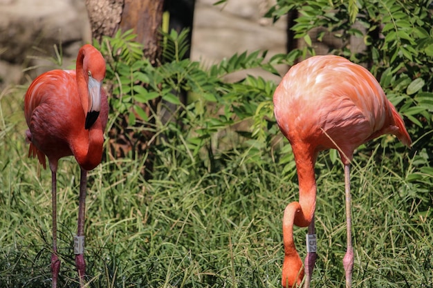 写真 フィールドでのフラミンゴのクローズアップ