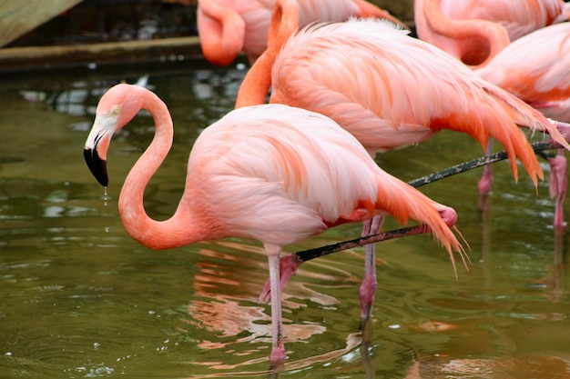 写真 湖中のフラミンゴのクローズアップ