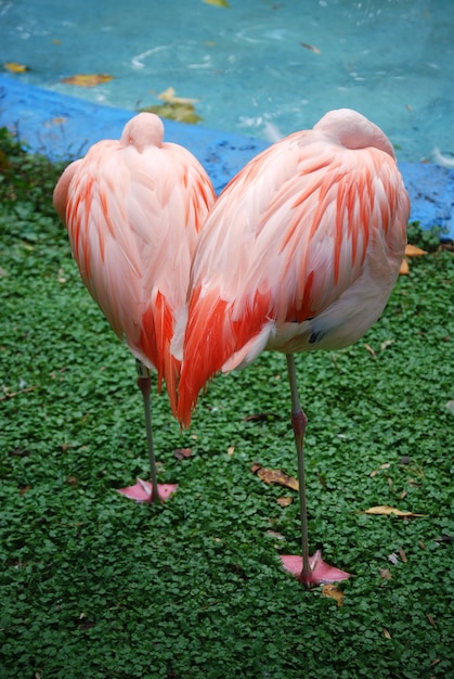 写真 水中のフラミンゴのクローズアップ