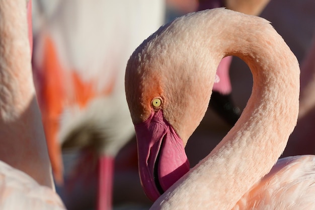 写真 フラミンゴのクローズアップ