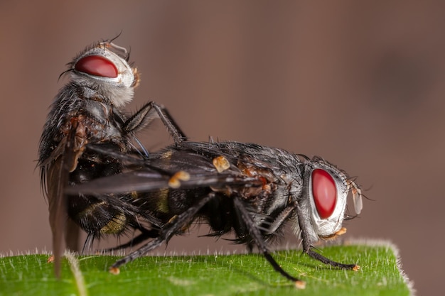 写真 葉の上で交尾するハエのクローズアップ