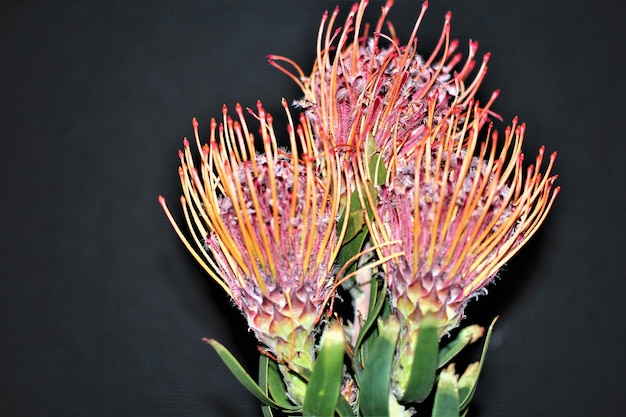 写真 黒い背景の花のクローズアップ