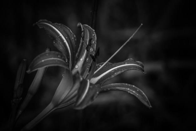 写真 ぼんやりした背景の花のクローズアップ