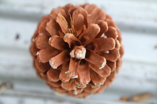 写真 ぼんやりした背景の花のクローズアップ