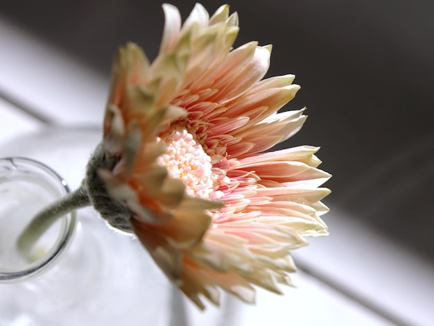 사진 흐릿 한 배경 을 배경 으로 한 꽃 의 클로즈업