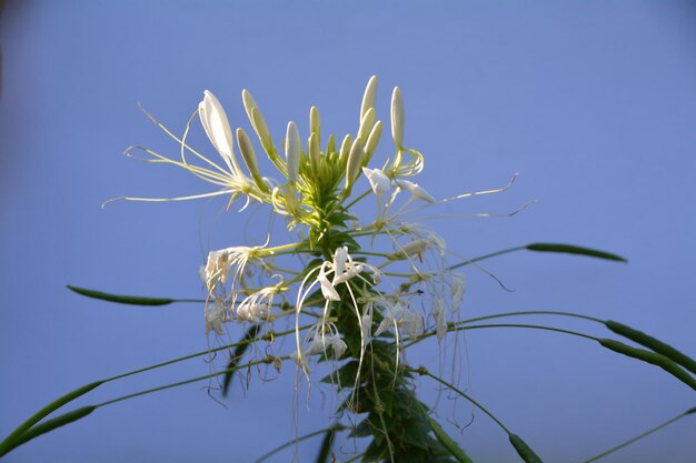 写真 明るい空を背景に花のクローズアップ