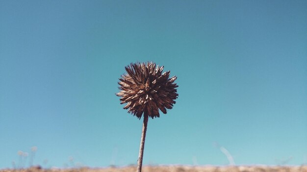 写真 明るい空を背景に花のクローズアップ