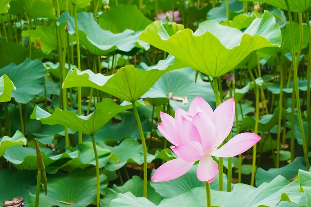 写真 外でいている花のクローズアップ