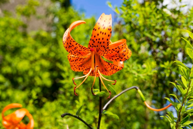 写真 外でいている花のクローズアップ