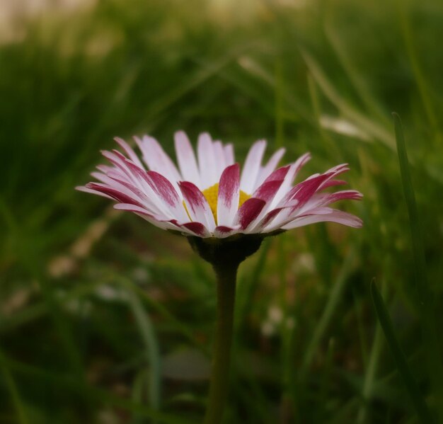 写真 外でいている花のクローズアップ