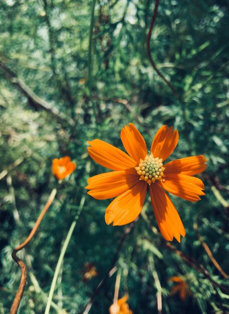 Фото Близкий взгляд на цветущий цветок на открытом воздухе