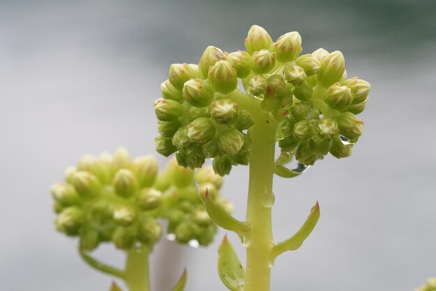 写真 花の芽のクローズアップ