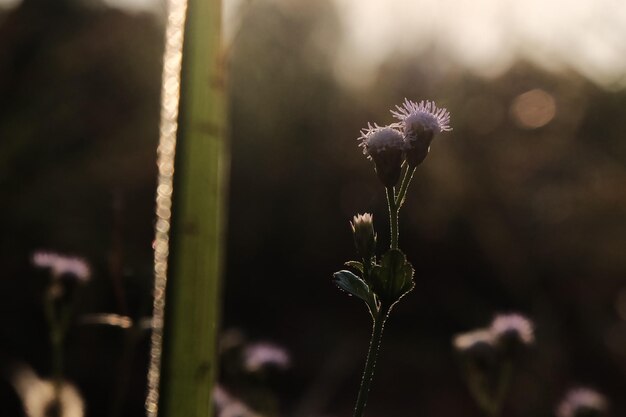 写真 花の芽のクローズアップ