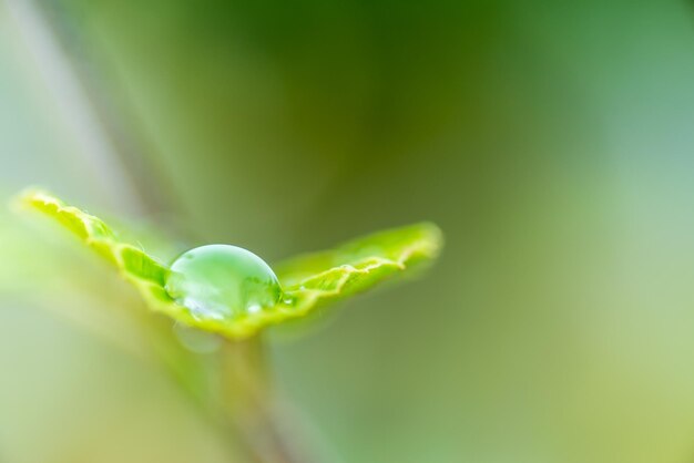 写真 花の芽のクローズアップ