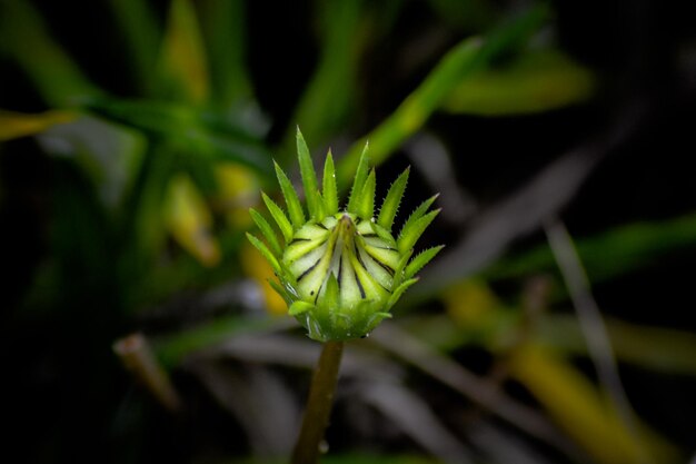 写真 外で育つ花芽のクローズアップ