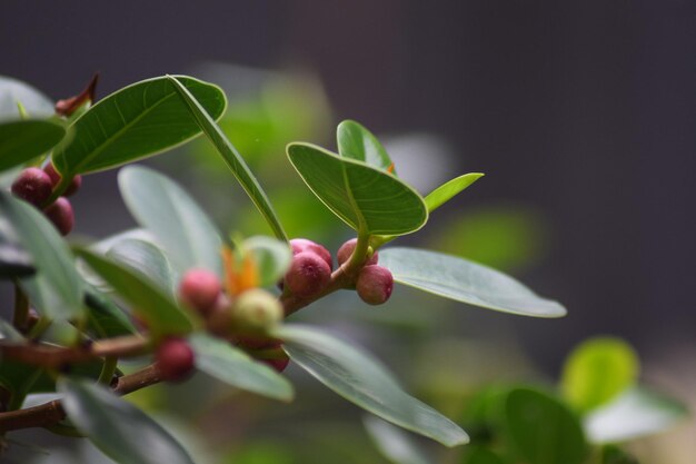 写真 花の芽のクローズアップ