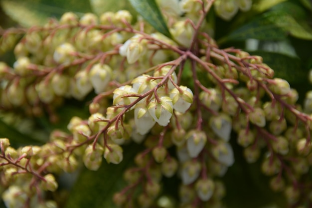 写真 花の芽のクローズアップ