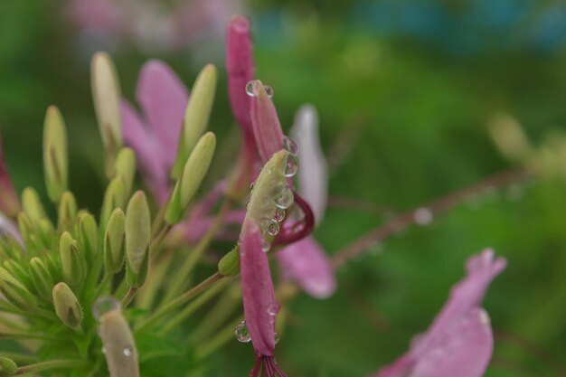 写真 花の芽のクローズアップ