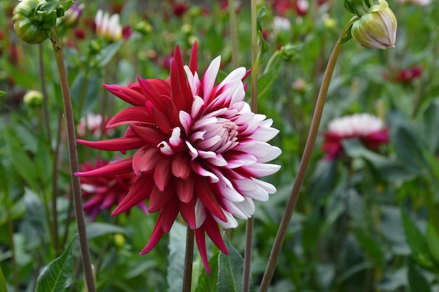 写真 畑で育つ花のクローズアップ