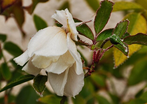 写真 木の上で育つ花のクローズアップ