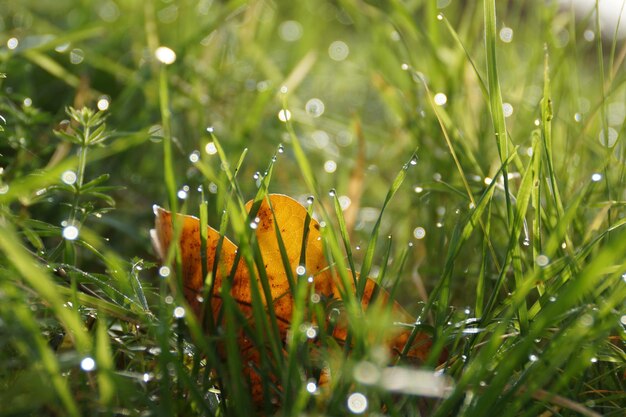 写真 木の上で育つ花のクローズアップ