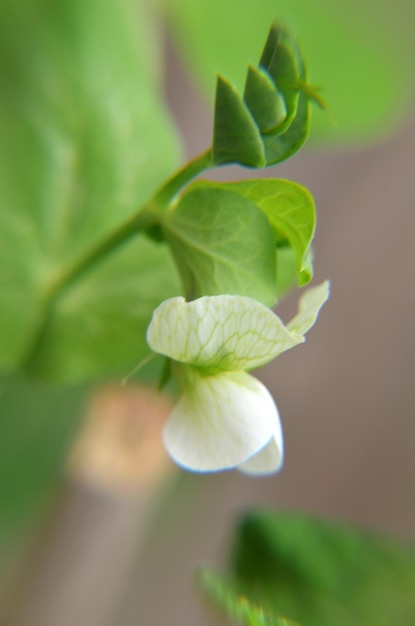 写真 外で育つ花のクローズアップ