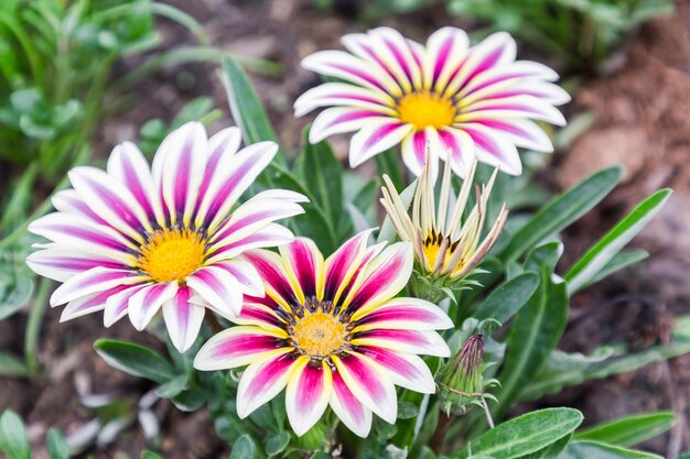 写真 畑の花のクローズアップ