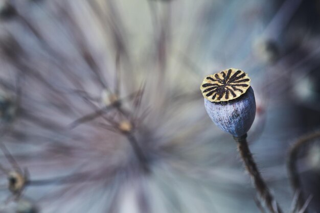 写真 植物の花のクローズアップ