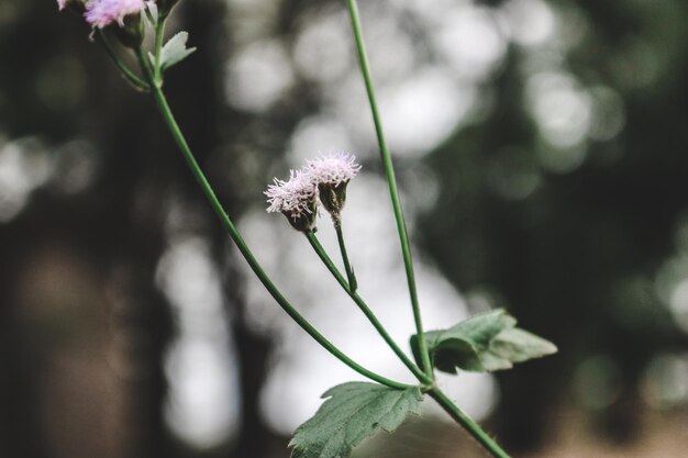 写真 植物の花のクローズアップ