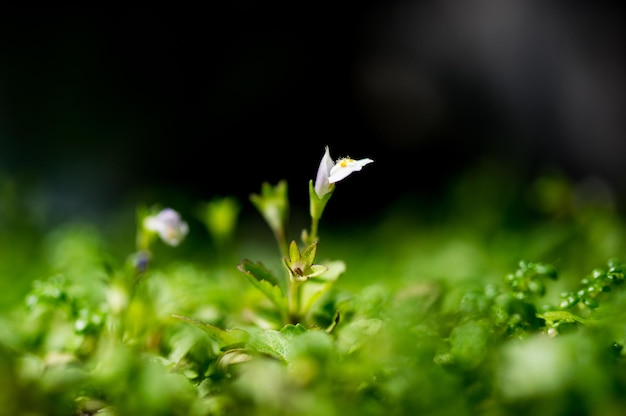 写真 植物の花のクローズアップ