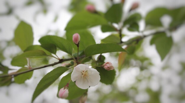 写真 木の花のクローズアップ