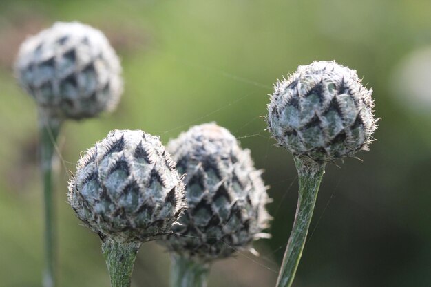 写真 花の植物のクローズアップ