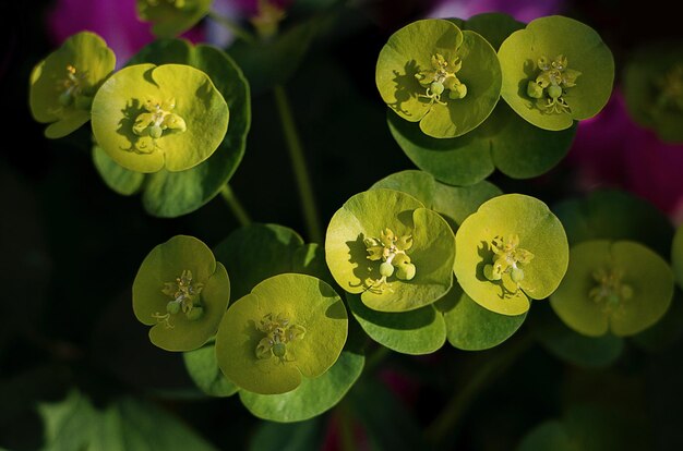 写真 花の植物のクローズアップ