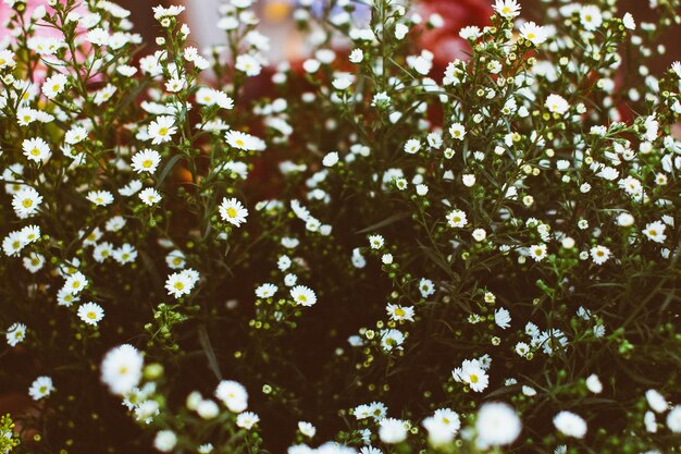 写真 花の木のクローズアップ