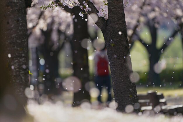 写真 花の木のクローズアップ