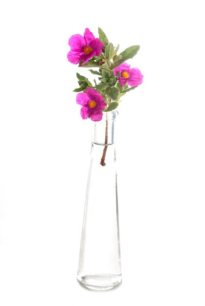 Фото Близкий план цветочной вазы на белом фоне