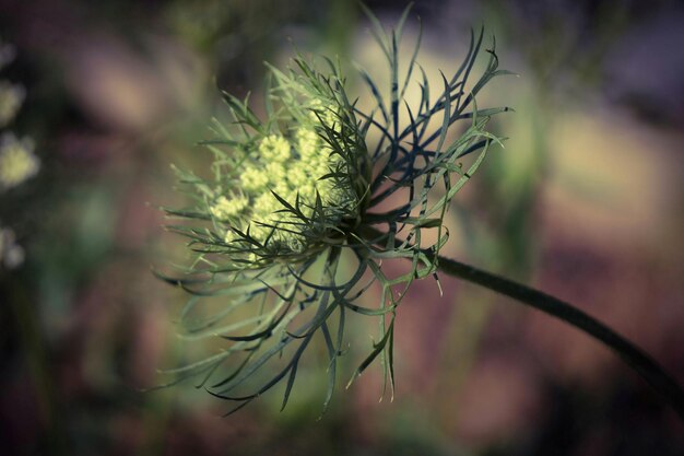 写真 花のクローズアップ