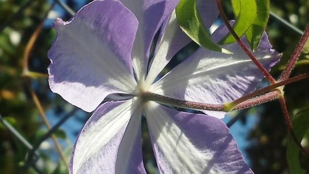 写真 花のクローズアップ