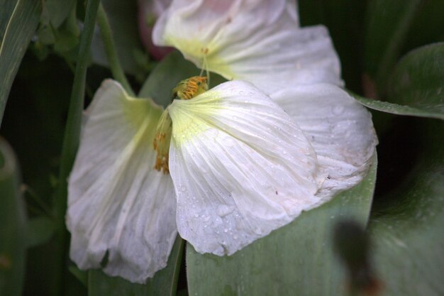 写真 花のクローズアップ