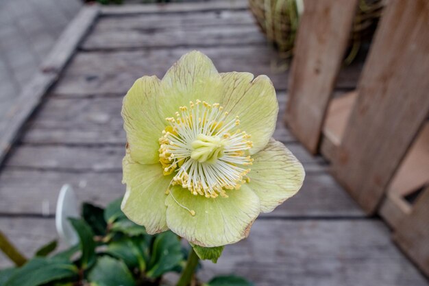 写真 花のクローズアップ