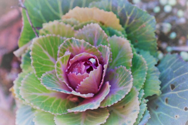 写真 花のクローズアップ