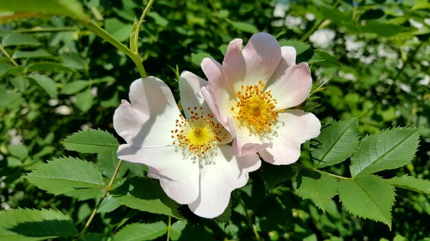 写真 花のクローズアップ